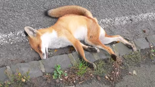 2deadfox.jpg