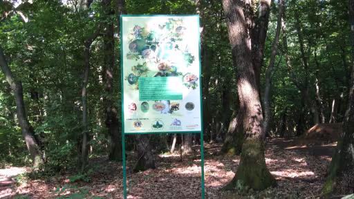 afisul20paduriipe20tabara11.jpg