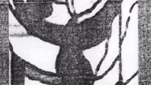 lemuriinc20ifrim.jpg