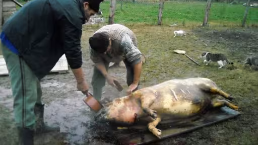 porc.jpg