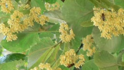 floritei.jpg