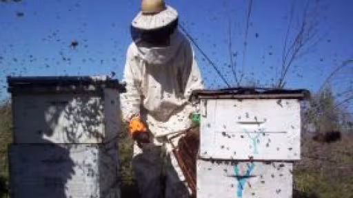 apicultura1.jpg