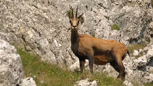 capraneagra1.jpg