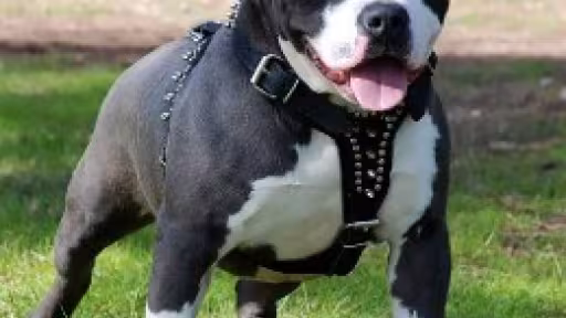 pitbull-260x300.jpg