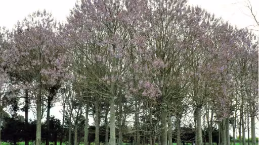 tgnov07paulownia1.jpg
