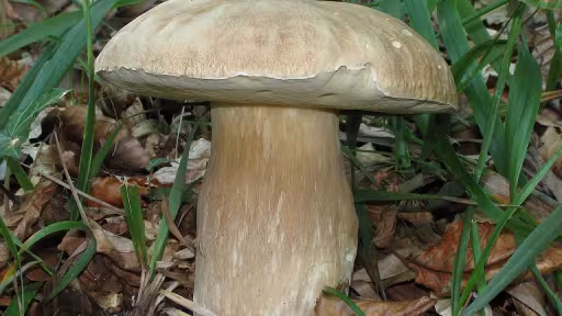 008-boletus-edulis.jpg