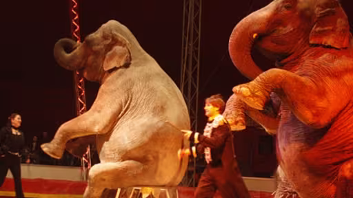 circul-safari-515x370.jpg
