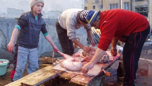 taieri-porc.jpg