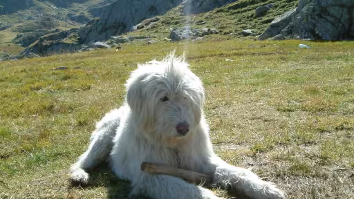 fagaras-cainedestana.jpg