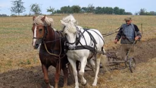 agricultura-300x225.jpg