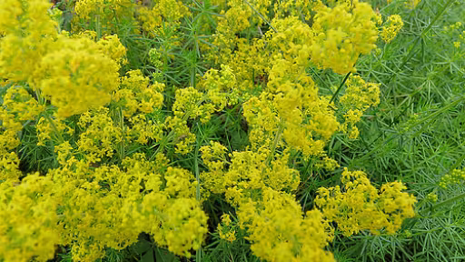 flori-de-sanziene.jpg