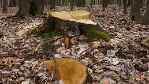 arbori.jpg
