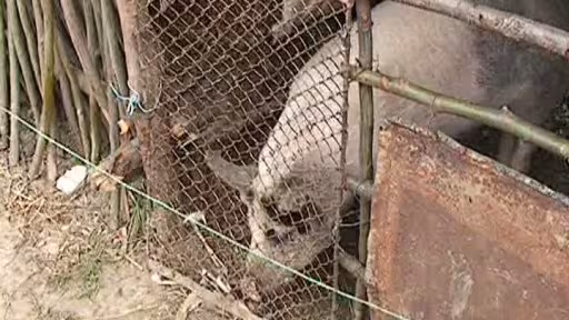 porc65024800.jpg