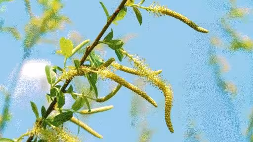 salcia-duminica-floriilor-intampinarea-domnului.jpg