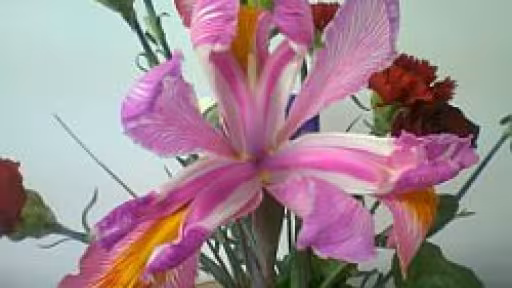 floare.jpg