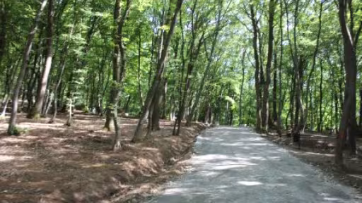 schullerwald.jpg