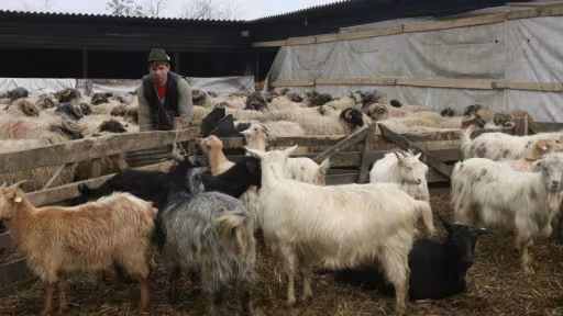 ovine.jpg