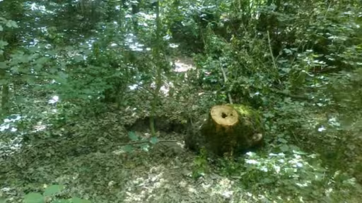 gardaforestiera.jpg