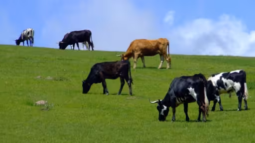 bovine-pe-pasuneb.jpg