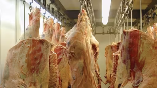 carcase-vitab.jpg
