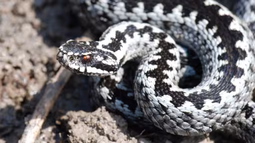 vipera-berus-00042.jpg