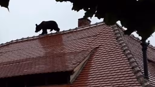 urs-sibiu.jpg