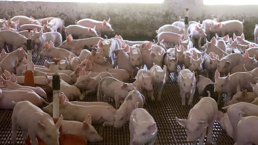 porc.jpg