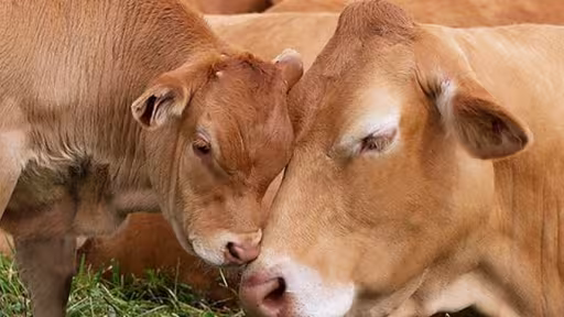 vaca-carne-subventie.jpg