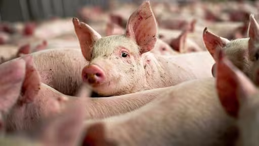 porci-romania.jpg