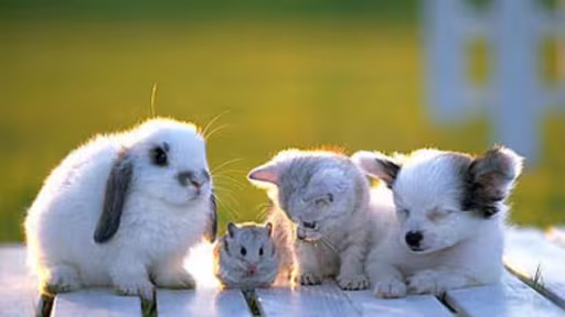 animaldecompanie.jpg