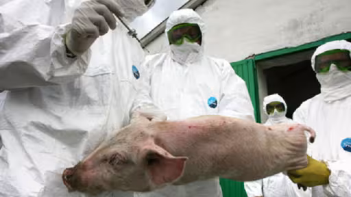 porc.jpg