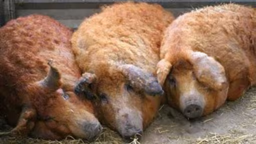 porci-mangalita.jpg