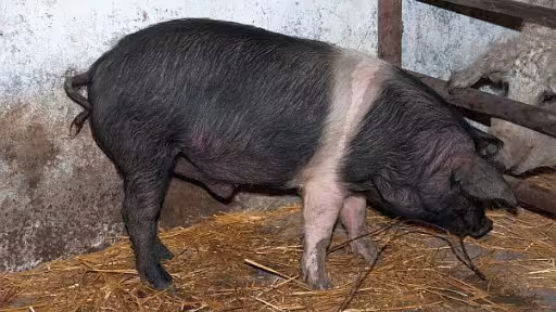 porc-de-bazna-de-vanzare.jpg