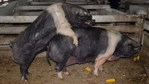 porci-bazna-monta-1.jpg