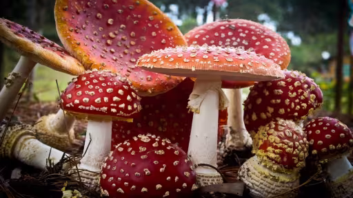 amanita-muscaria-1024x682.jpg