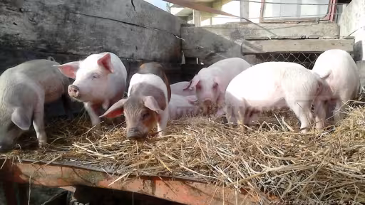 targ-de-porci.jpg