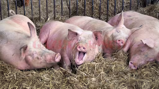 porci1.jpg