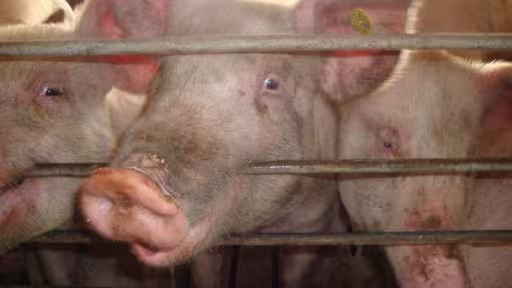 porci.jpg