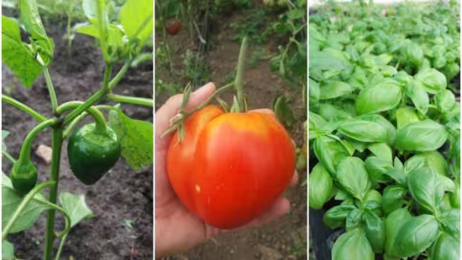 tratamente-bio-pentru-legume.jpg