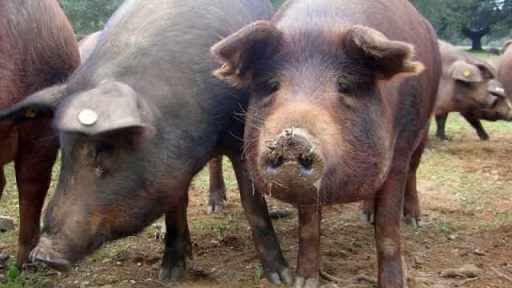 porci.jpg