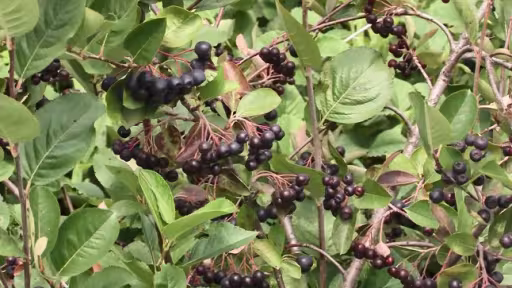 pozarasunetul-aronia.png