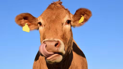 ceconditiiasiguragrupulcarmistinanimalelorcareajungpemasaromanilor.jpg
