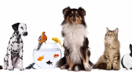 pets-1280x640.jpg