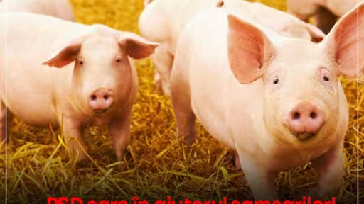 porci.jpg