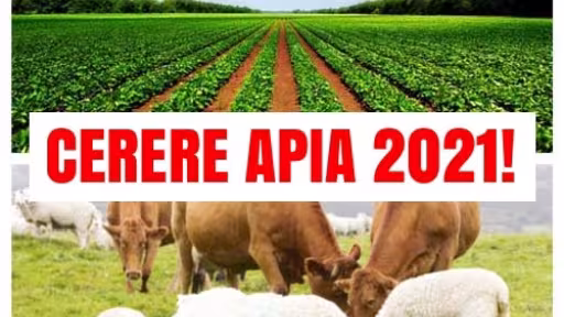 apia.jpg