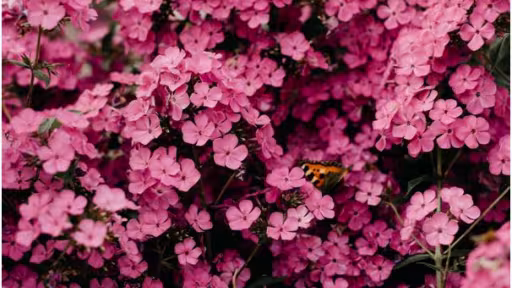 florile.jpg