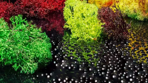 moss-27928901920.jpg