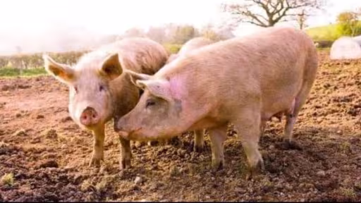 porci.jpg