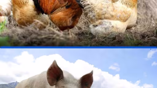 agro.jpg