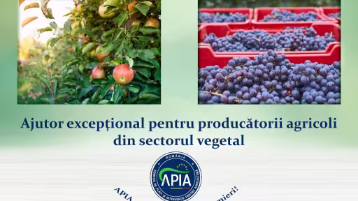 apia1.jpg